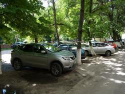 ЦОДД посоветовал не парковаться под деревьями
